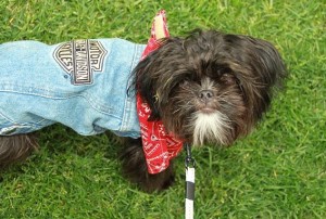 Dog Costume Entry