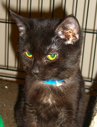 Blackie
