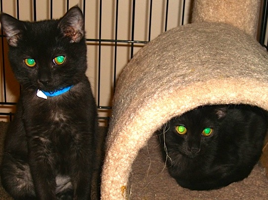 Blackie_and_Bree