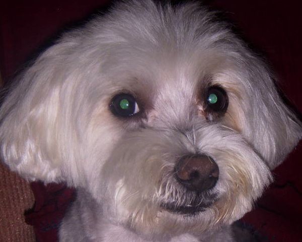 Duncan_looking_innocent.jpg