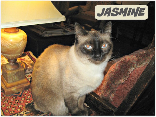 Jasmine.jpg
