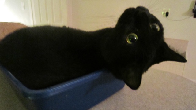 Shady_in_litter_box.jpg