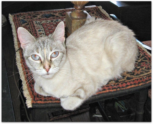 Violet-table-lie.jpg