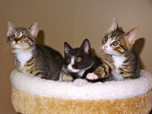priscilla_kittens_3.jpg